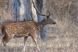 Image of Axis Deer