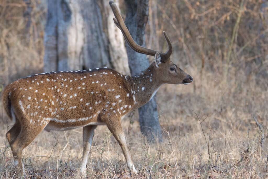 Image of Axis Deer