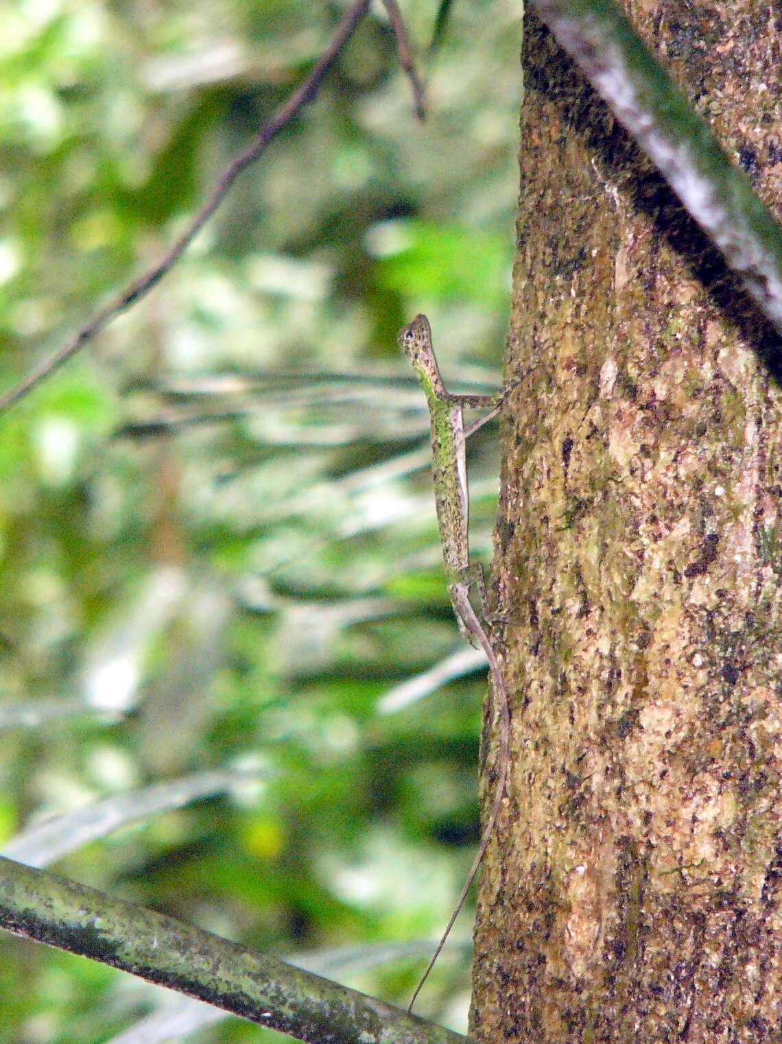 Image of Bartlett’s Flying Dragon