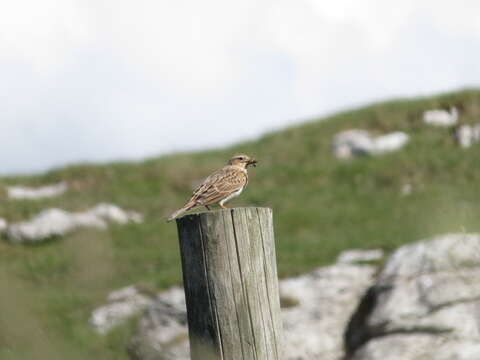 Image of Skylark