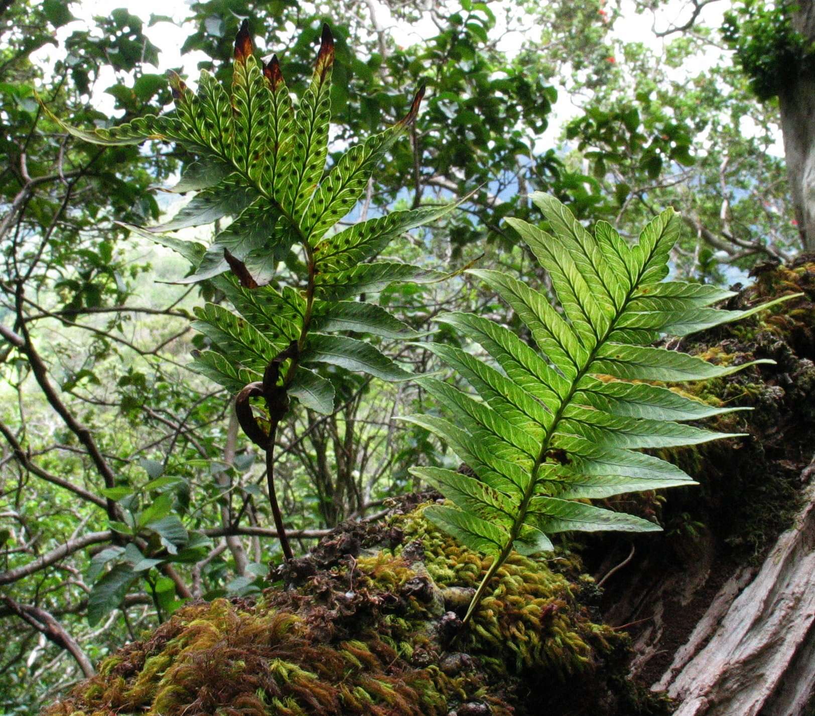 Plancia ëd Polypodium pellucidum Kaulf.