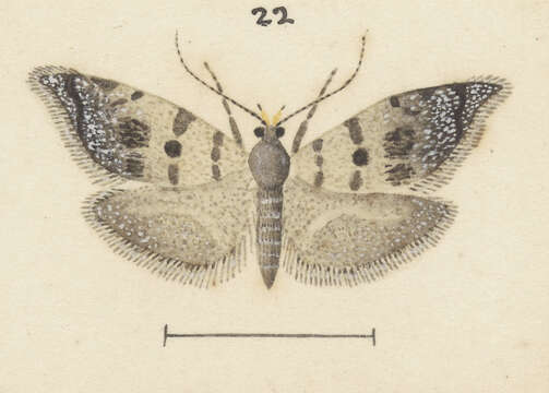 Image of Asterivora tillyardi Philpott 1924