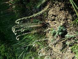 Слика од Petrosedum rupestre (L.) P. Heath