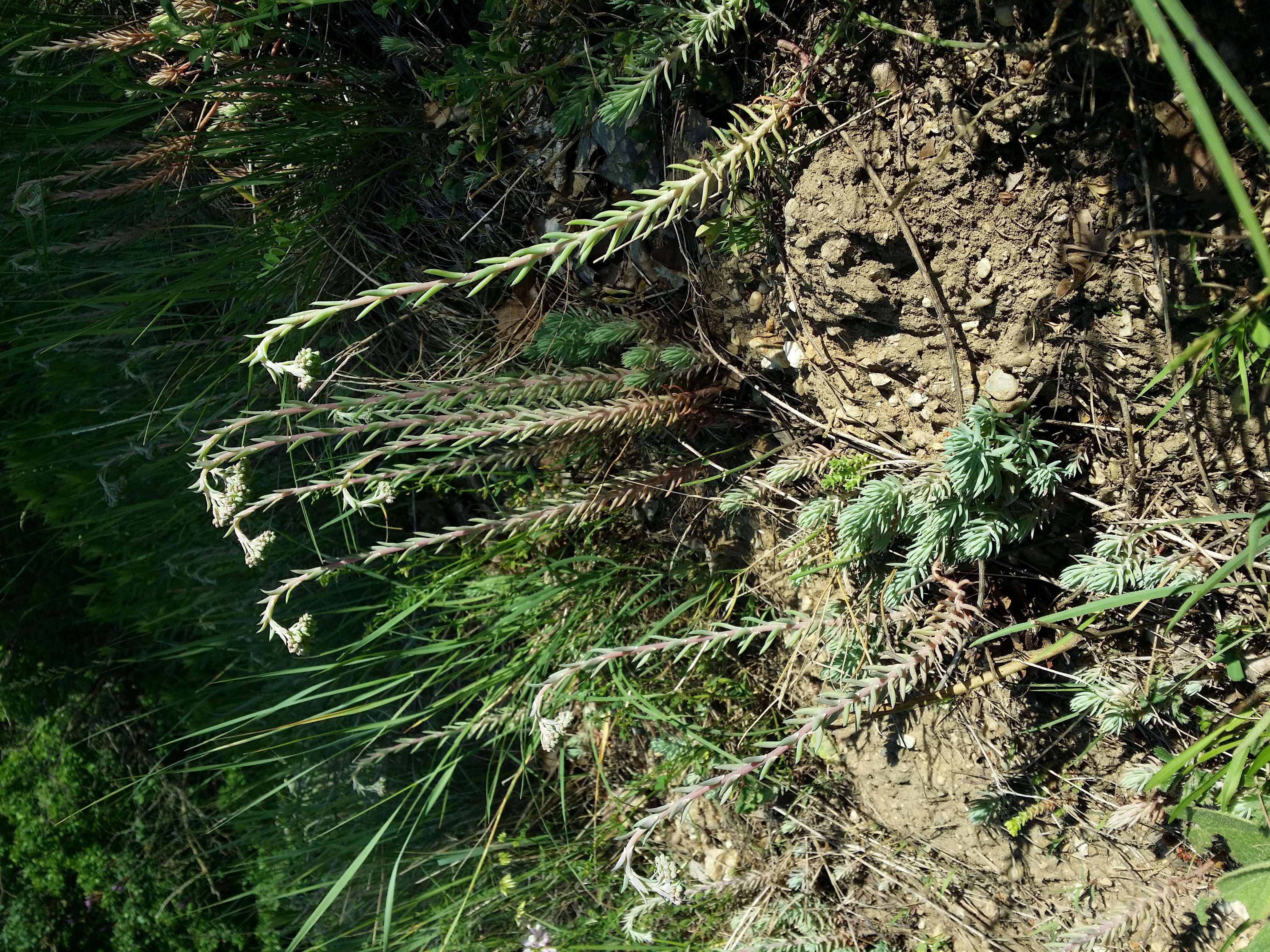 Слика од Petrosedum rupestre (L.) P. Heath