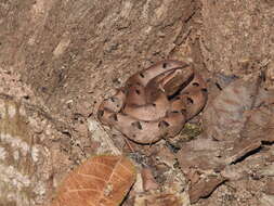 Image of Hump-nosed pit viper