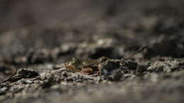 Image of Indian Skipper Frog