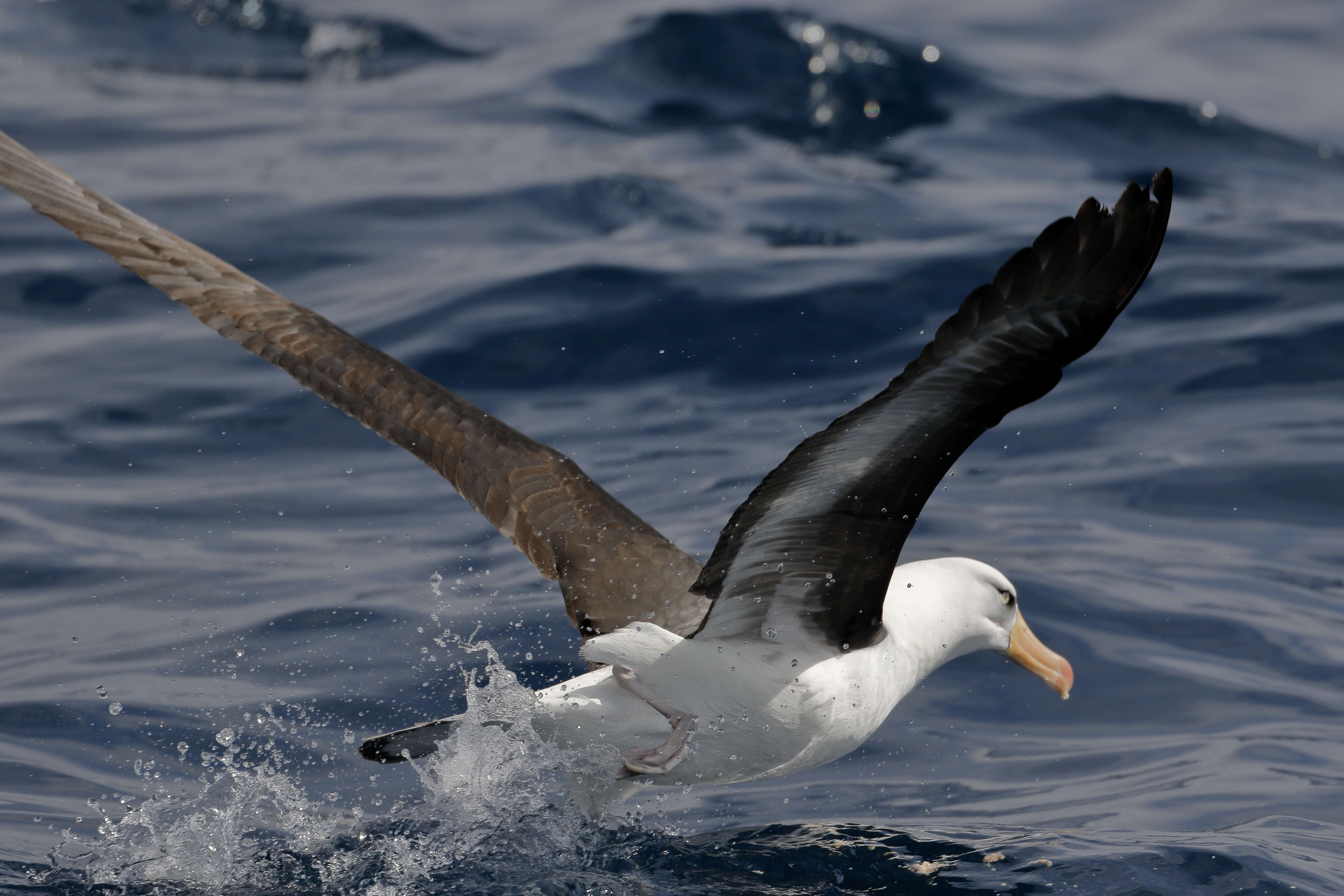Image of Campbell Albatross