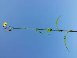 Plancia ëd Sonchus arvensis L.