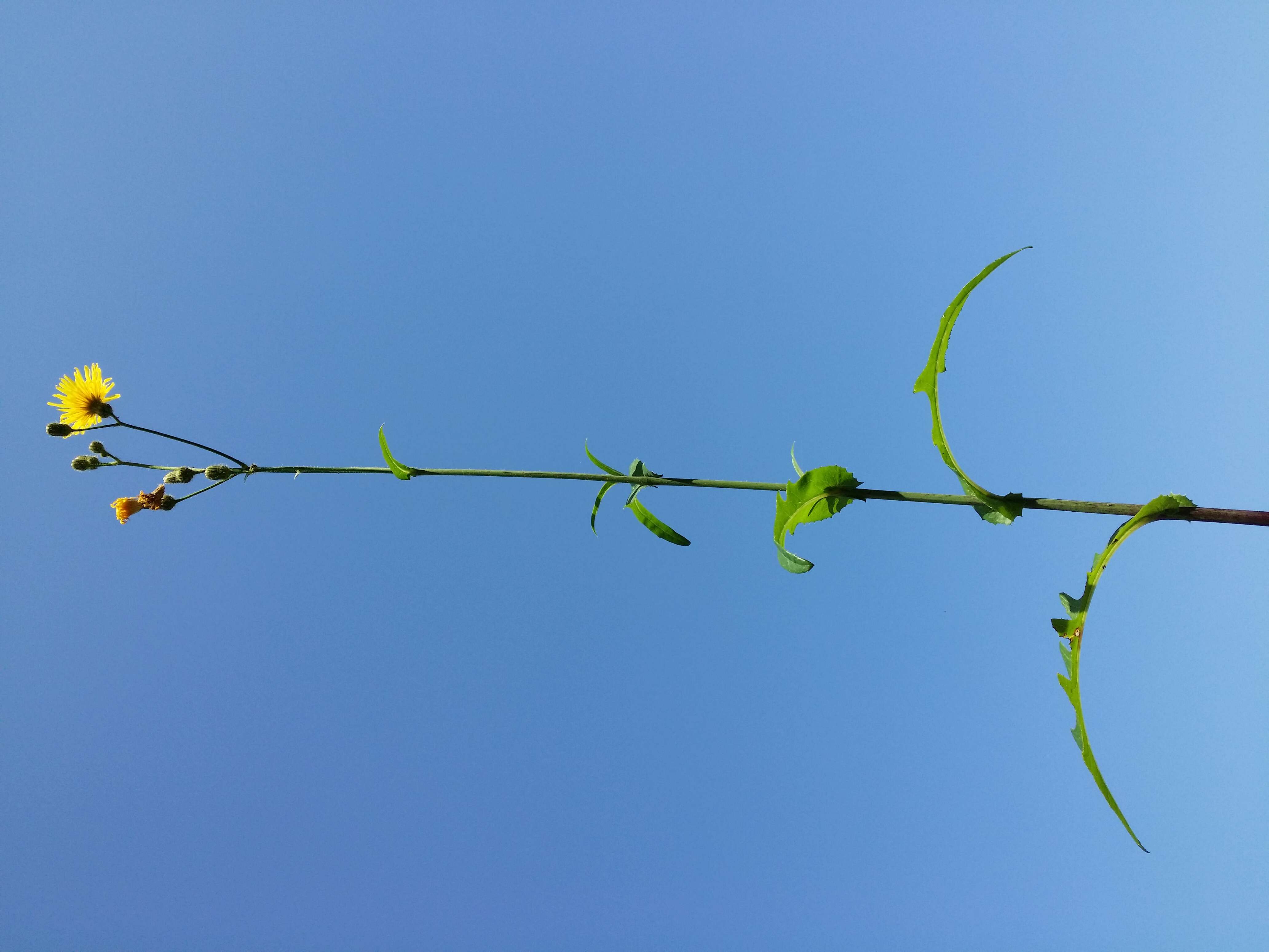 Plancia ëd Sonchus arvensis L.