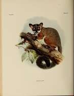 Image of Squirrel galago