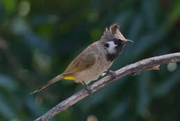 Image of Himalayan Bulbul