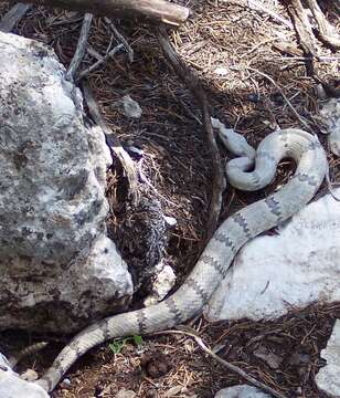 Crotalus lepidus (Kennicott 1861) resmi