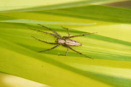 Image of lynx spider