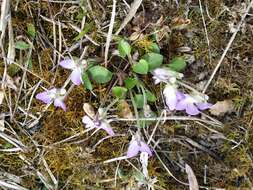 Image of teesdale violet