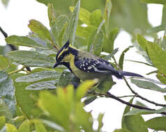 Image of Black-lored Tit