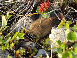 Image of Brown Lemming