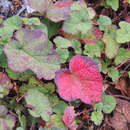 Image of Rubus calycinus Wall. ex D. Don