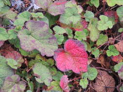 Image of Rubus calycinus Wall. ex D. Don