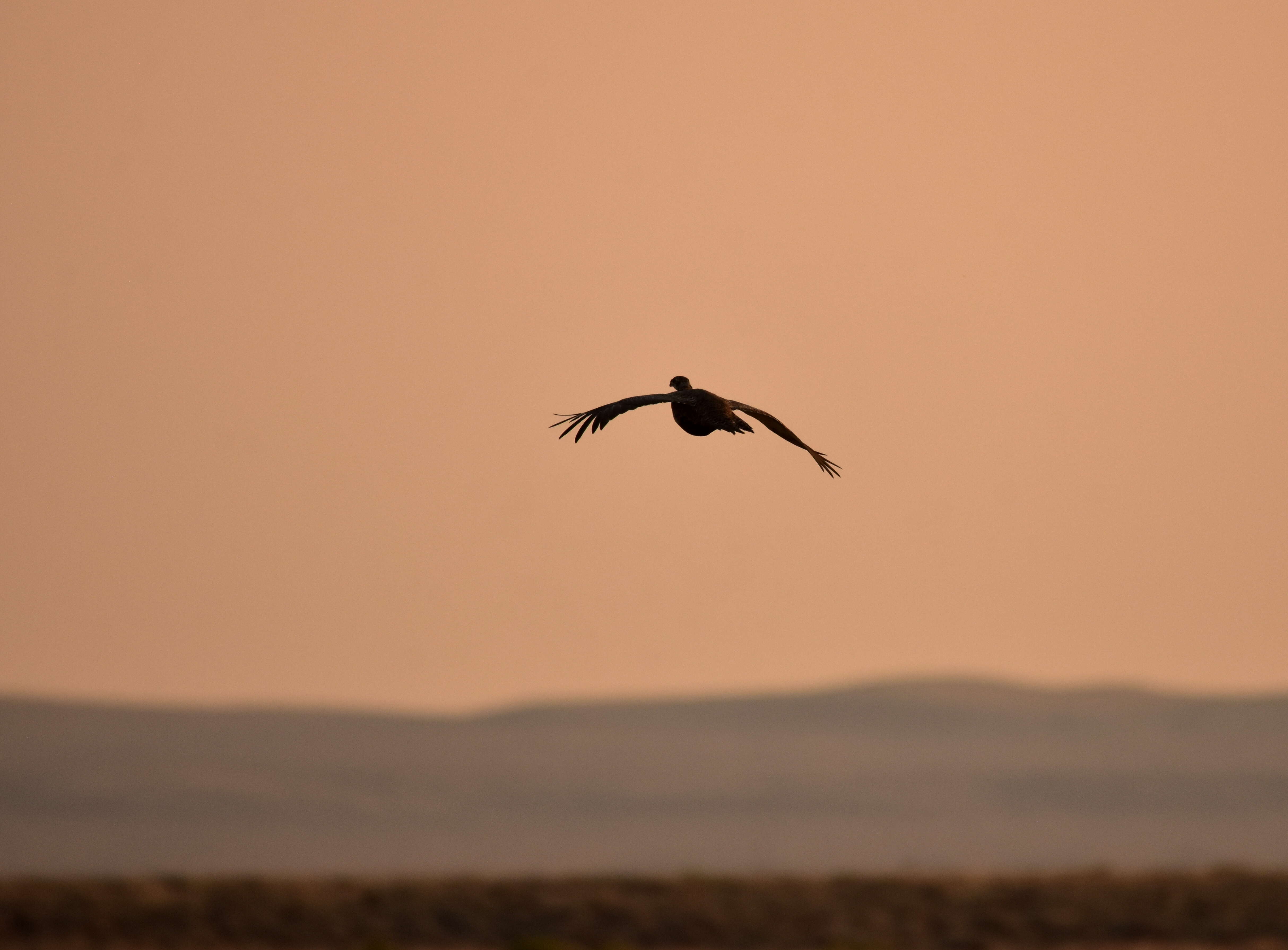 Image of Gunnison sage-grouse; greater sage-grouse