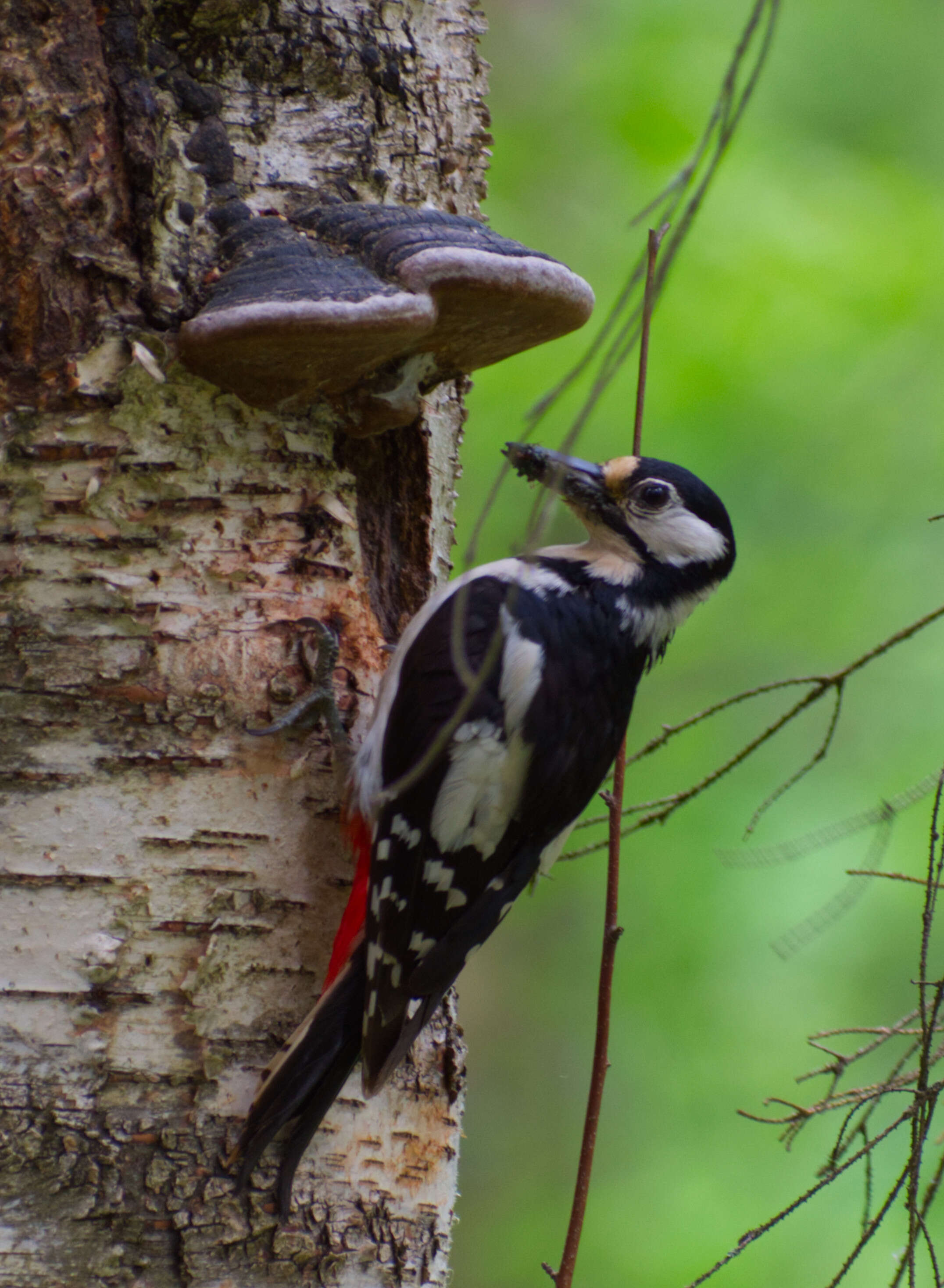 Image of Great Spotted Woodpecker