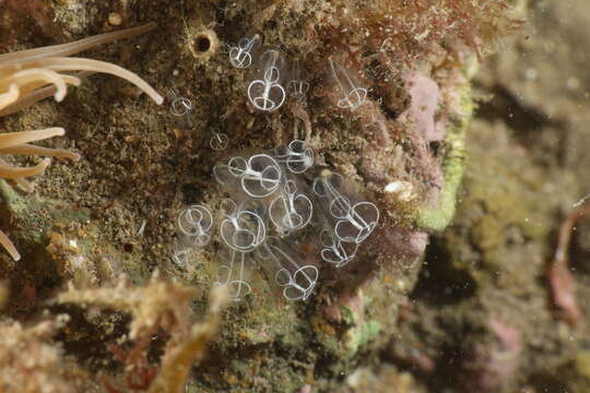 Image of Light-bulb sea squirt