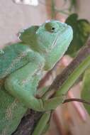 Image of African Chameleon