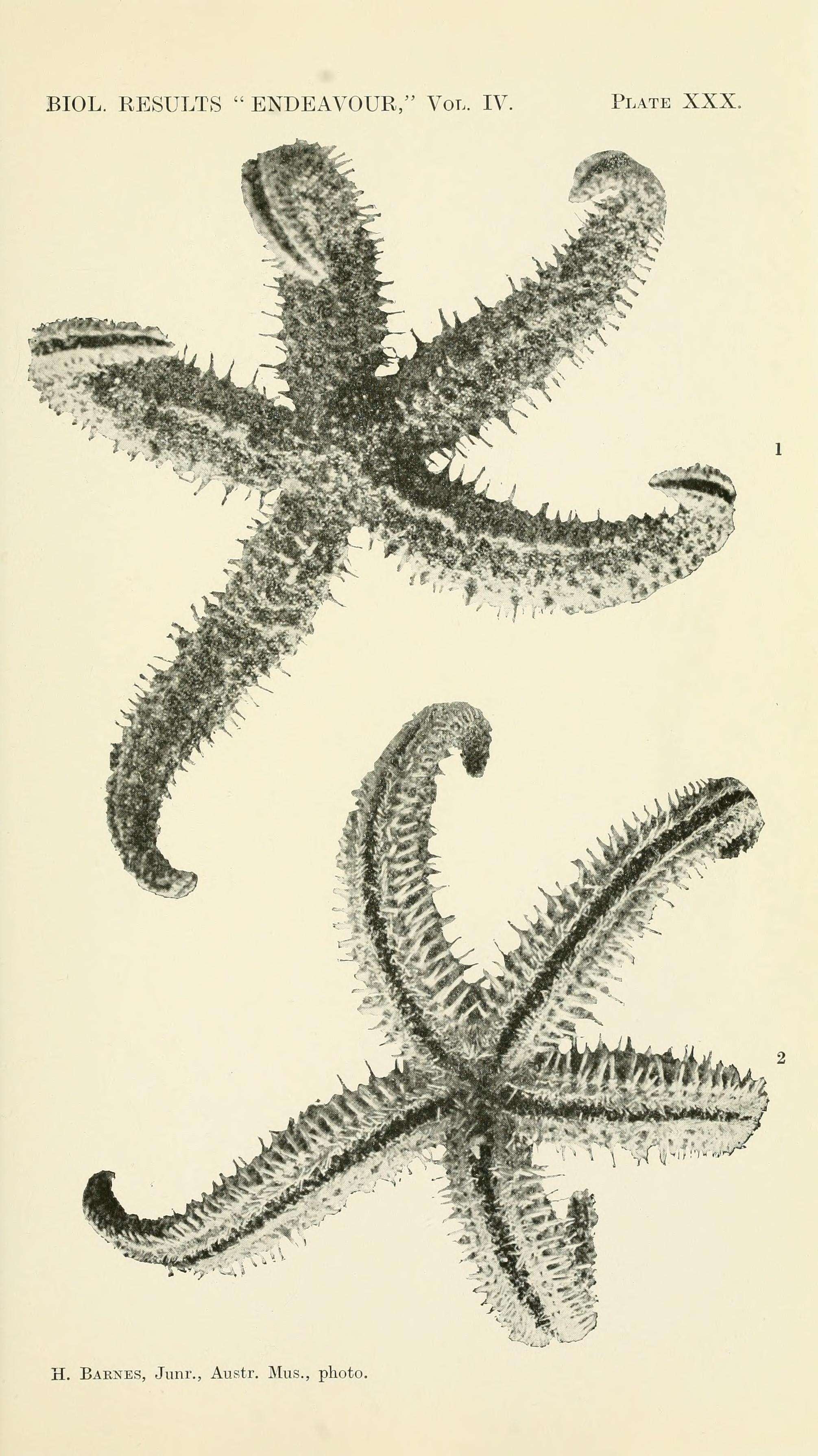 Image of Sclerasterias Perrier 1891