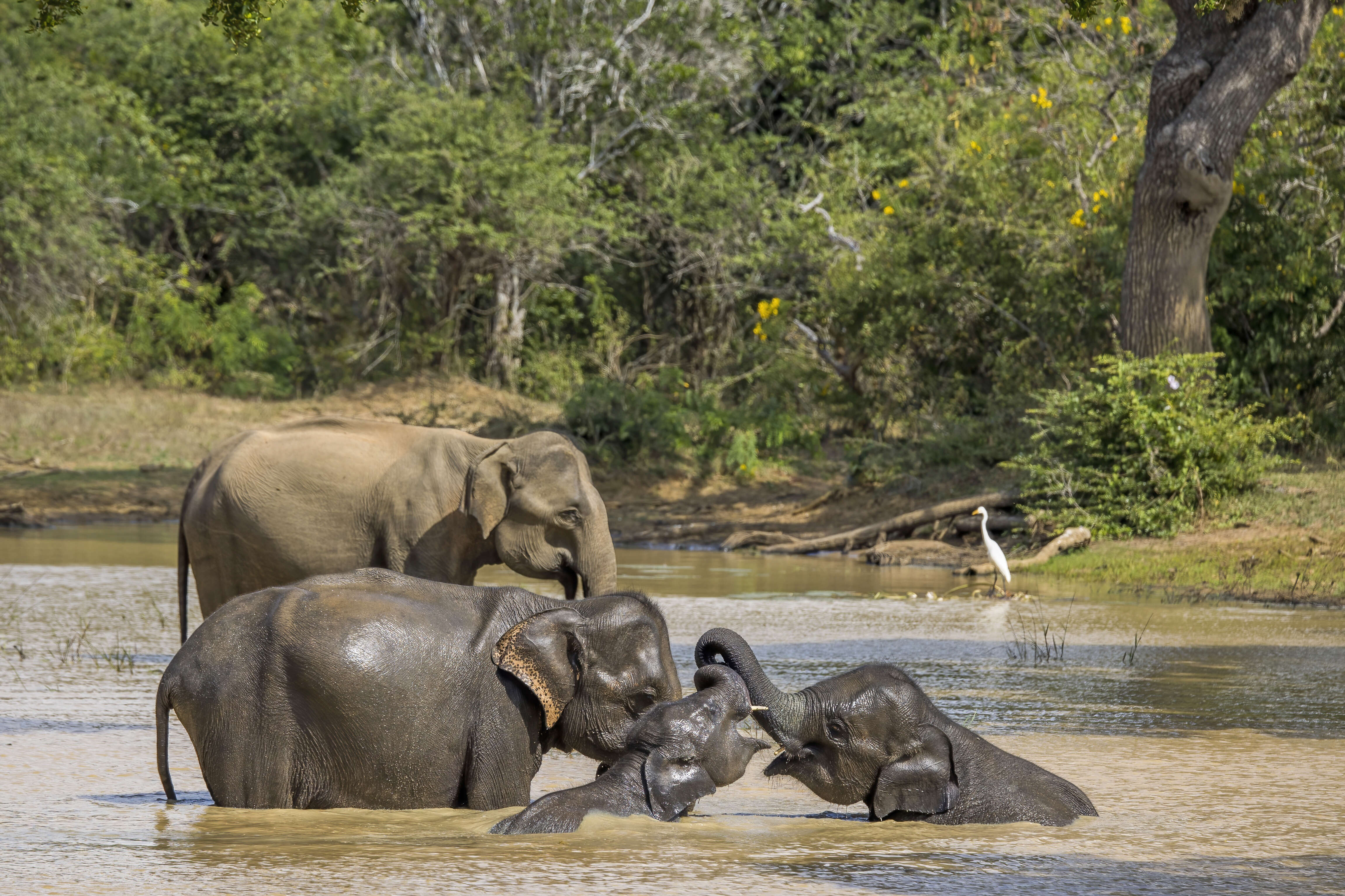 Image of Sri Lankan elephant