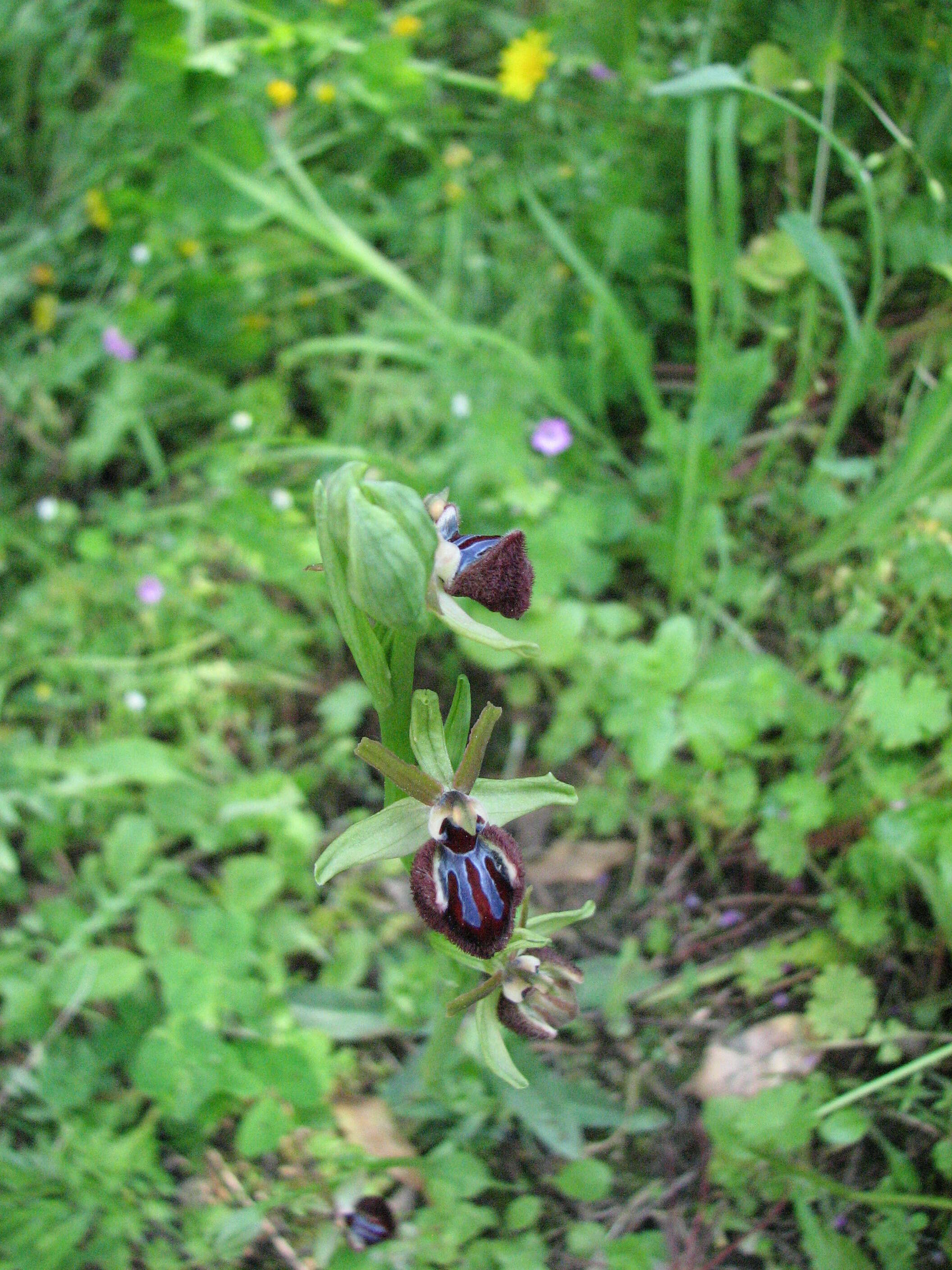 Image of Ophrys sphegodes subsp. atrata (Rchb. fil.) A. Bolòs