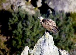 Image of Eurasian Griffon Vulture