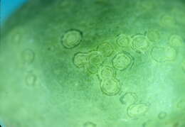 Image of Papaya ringspot virus