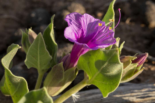 Image de Mirabilis multiflora (Torr.) Gray