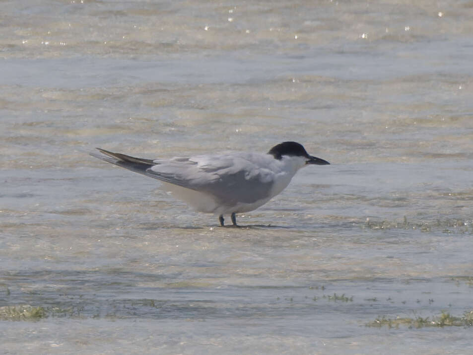 Image of Gull-billed Terns