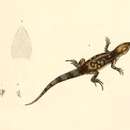 Image of Stenocercus marmoratus (Duméril & Bibron 1837)