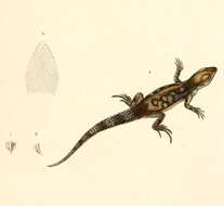 Image of Stenocercus marmoratus (Duméril & Bibron 1837)