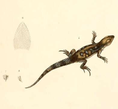 Слика од Stenocercus marmoratus (Duméril & Bibron 1837)