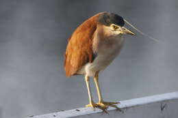 Image of Nankeen Night Heron