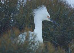 Image of Snowy Egret