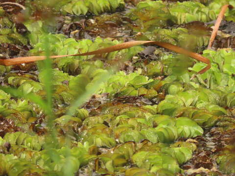 Image of Kariba-Weed