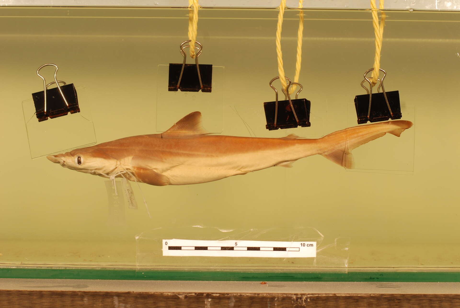 Слика од Carcharhinus borneensis (Bleeker 1858)