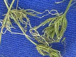 Image of Common Stonewort