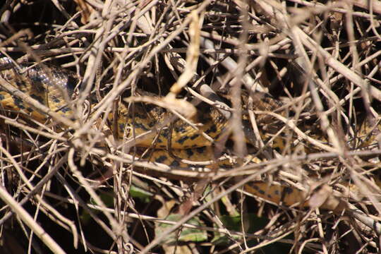 Image of Yellow anaconda