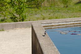 Image of Pied Wagtail and White Wagtail