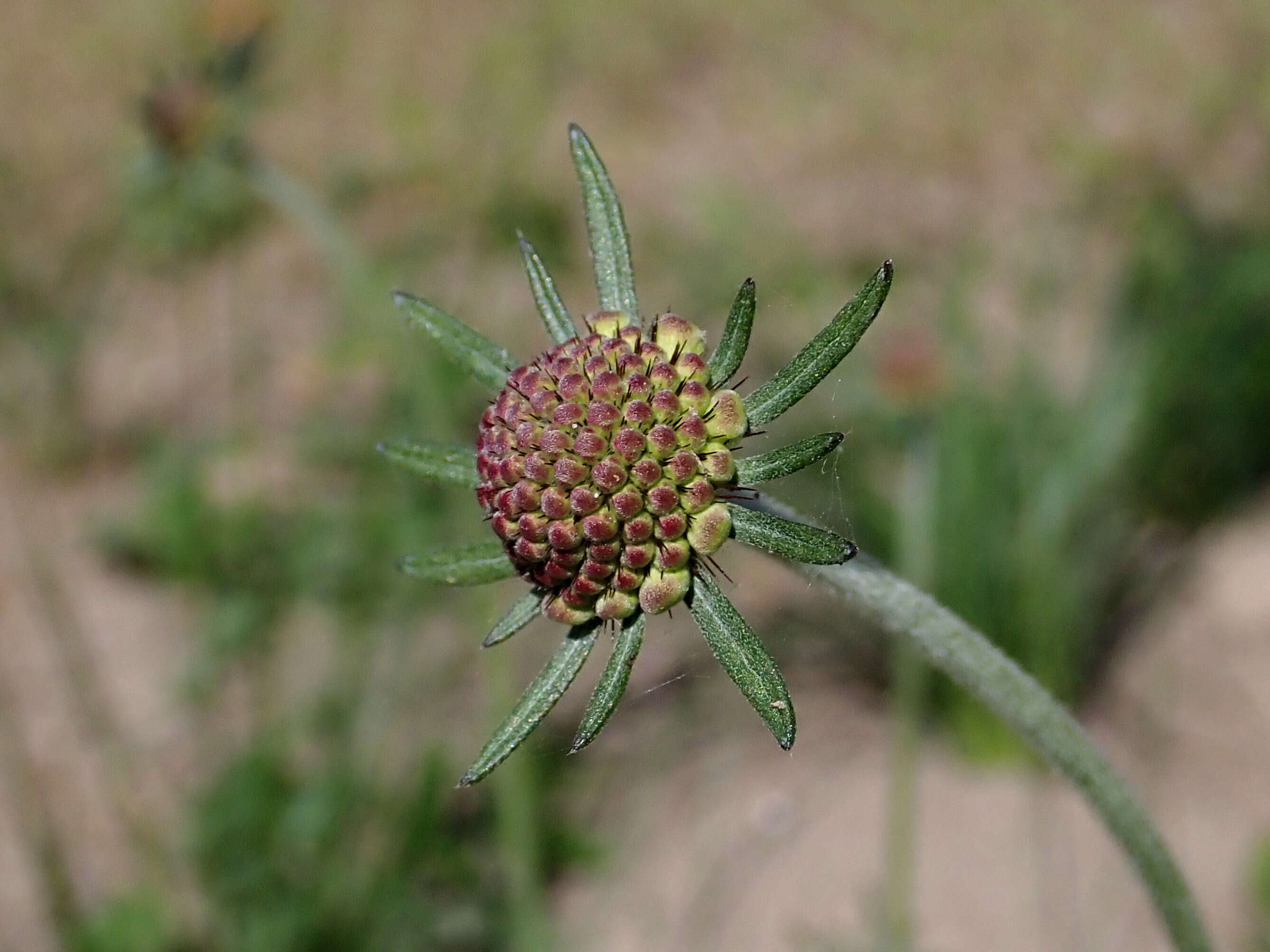 Image of dove pincushions