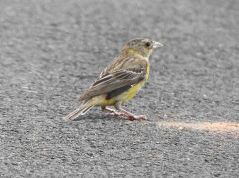 Image of Black-headed Bunting