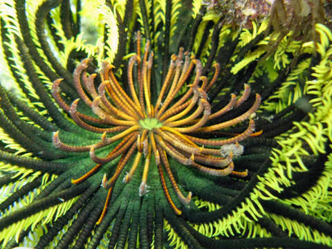 Image of Bottlebrush Feather Star