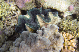 Image of Smooth Cauliflower Coral