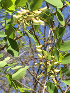 Image of <i>Robinia pseudoacacia</i>