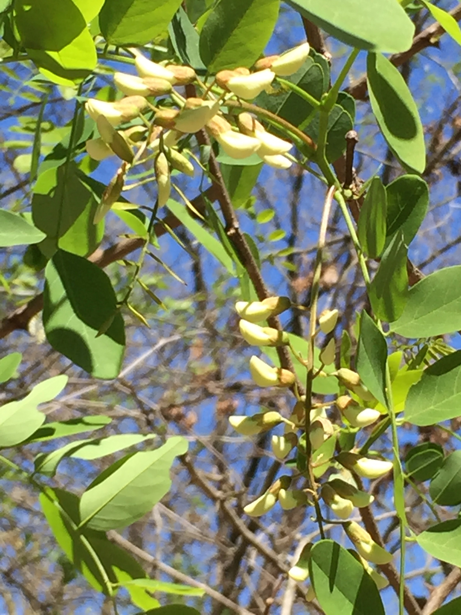 Image of <i>Robinia pseudoacacia</i>