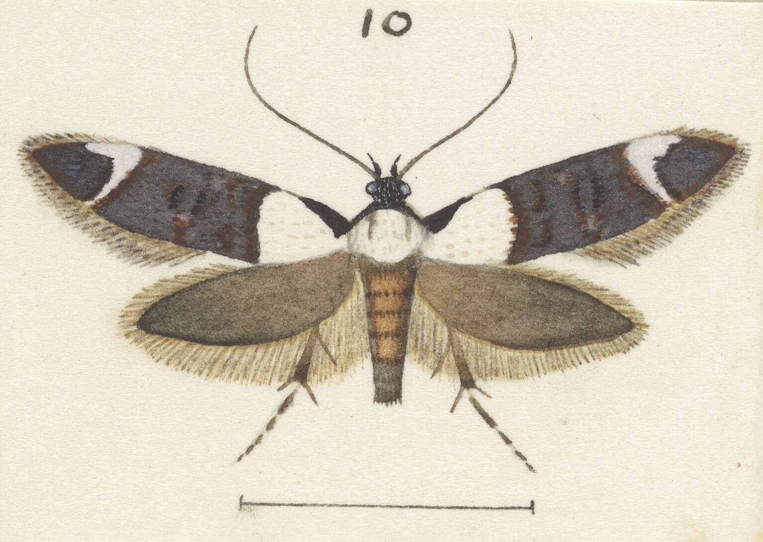 Image of Trachypepla euryleucota Meyrick 1883